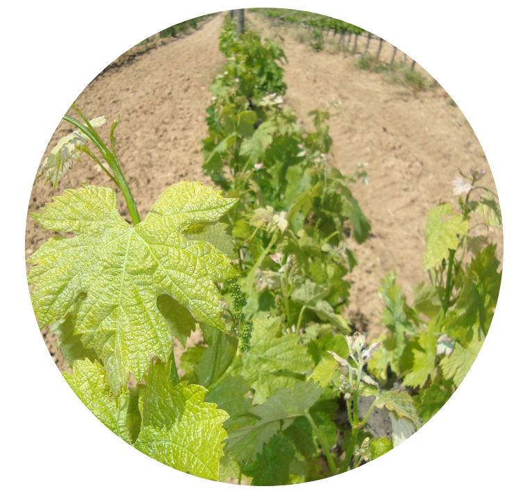 Start of organic farming in the vineyards